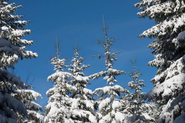 gün batımında ormandaki kış manzarası
