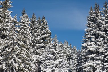 gün batımında ormandaki kış manzarası