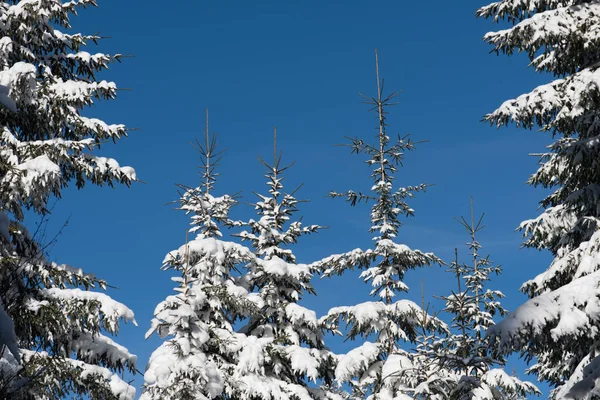 Winter landscape in forest at sunset — Stock Photo, Image