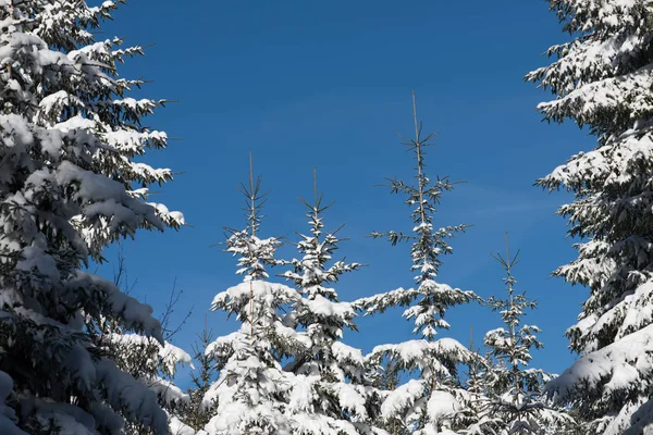 Winter landscape in forest at sunset — Stock Photo, Image