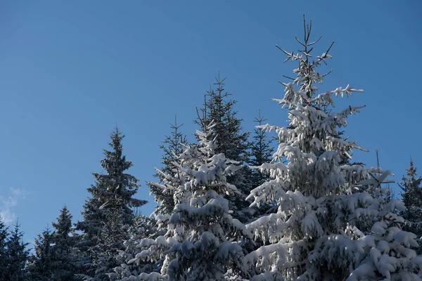 Winter landscape in forest at sunset — Stock Photo, Image