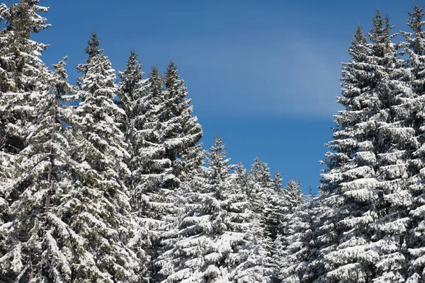 Paisaje invernal en el bosque al atardecer — Foto de Stock