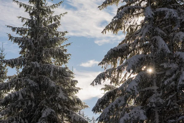해질녘 숲에서 겨울 풍경 — 스톡 사진