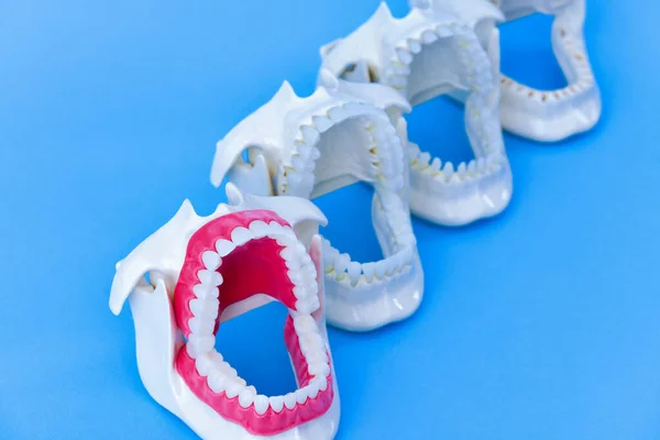 Dentist orthodontic teeth models — Stock Photo, Image