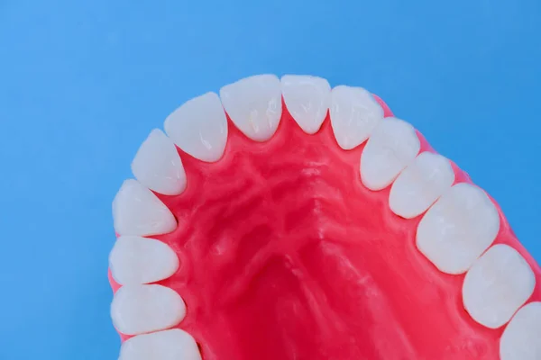 Mandíbula humana superior con modelo de anatomía de dientes y encías — Foto de Stock