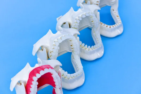 Dentist orthodontic teeth models — Stock Photo, Image