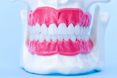 Dişleri ve diş etleri olan insan çenesi anatomi modeli