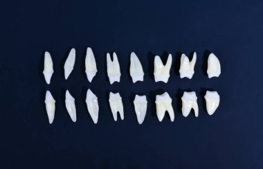 Mavi arkaplanda beyaz dişlerin üst görünümü