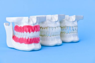 Dişleri ve diş etleri olan insan çeneleri anatomi modelleri