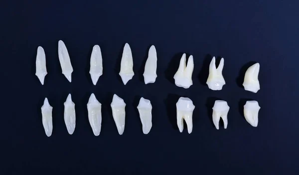 Visão superior dos dentes brancos no fundo azul — Fotografia de Stock