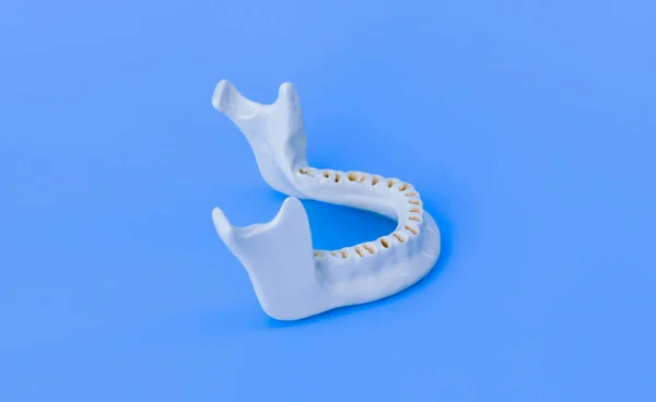 Dolní lidská čelist bez zubů — Stock fotografie