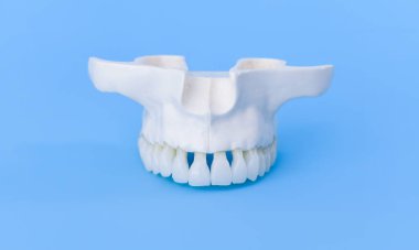 Dişleri olan üst insan çenesi