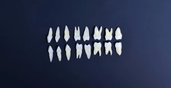 Widok górny białych zębów na niebieskim tle — Zdjęcie stockowe