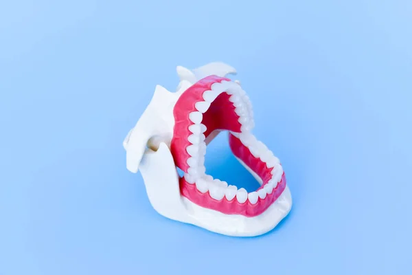 Zahnarzt kieferorthopädische Zähne Modell — Stockfoto