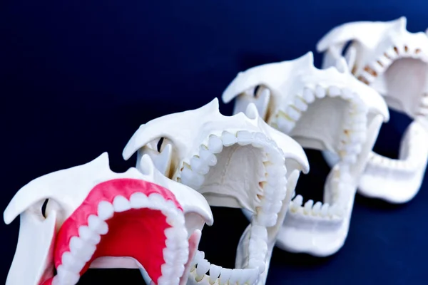 Denti dentisti modelli ortodontici — Foto Stock