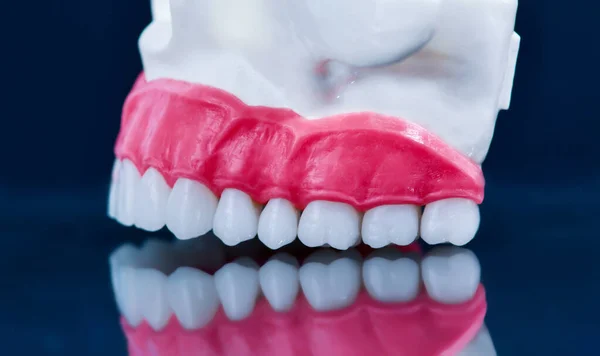 Modello superiore della mandibola umana con riflesso sul vetro — Foto Stock