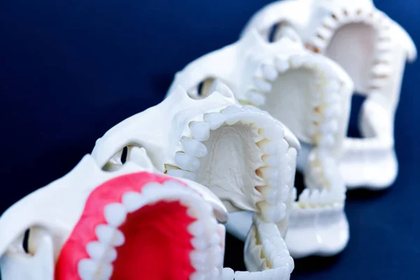 Zahnarzt kieferorthopädische Zähne Modelle — Stockfoto