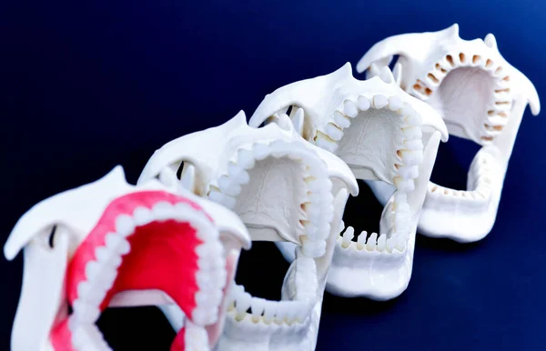 Dentist orthodontic teeth models — Stock Photo, Image