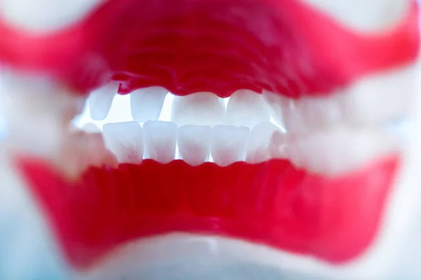 Visão interna da mandíbula humana com modelo de anatomia dos dentes e gengivas — Fotografia de Stock