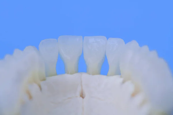 Mandíbula humana inferior com modelo de anatomia dos dentes — Fotografia de Stock