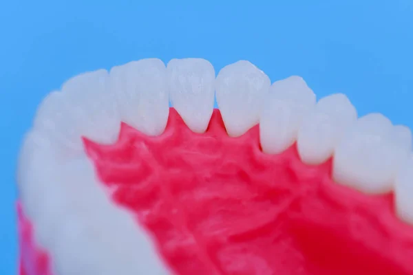 ขากรรไกรบนของมนุษย์ด้วยฟันและเหงือกแบบกายวิภาคศาสตร์ — ภาพถ่ายสต็อก