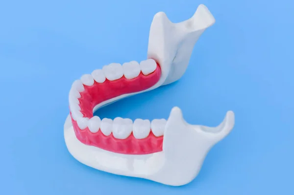 Mandíbula humana inferior con modelo de anatomía de dientes y encías —  Fotos de Stock
