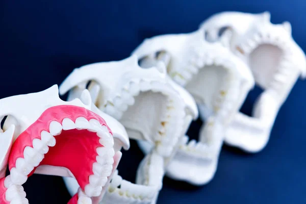 Οδοντιατρικά ορθοδοντικά ομοιώματα δοντιών — Φωτογραφία Αρχείου