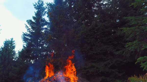 Chamas Fogo Começando Inflamar Tentar Ramos Drone Aéreo Floresta Seca — Fotografia de Stock