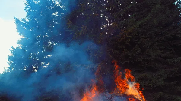 Fire Flames Starting Ignite Try Branches Dry Forest Aerial Drone — Stock Photo, Image