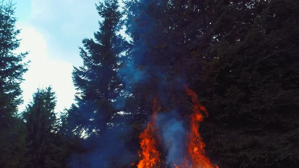 Ogień Płomienie Zaczynają Się Zapalać Spróbuj Gałęzie Suchym Lesie Anteny — Zdjęcie stockowe