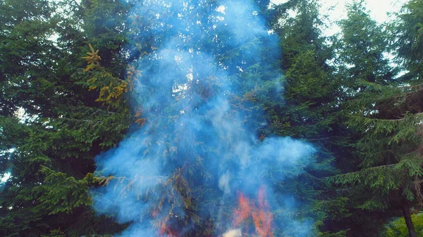 Φωτιά Φλόγες Αρχίζουν Αναφλέγονται Δοκιμάστε Κλαδιά Ξηρό Δάσος Εναέρια Drone — Φωτογραφία Αρχείου