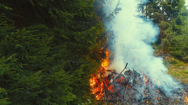 Alevler Alevlenmeye Başladı Kuru Orman Hava Aracının Dallarını Dene — Stok fotoğraf