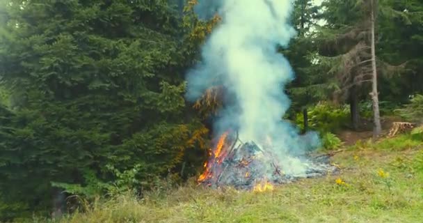 Ogień Płomienie Zaczynają Się Zapalać Spróbuj Gałęzie Suchym Lesie Anteny — Wideo stockowe