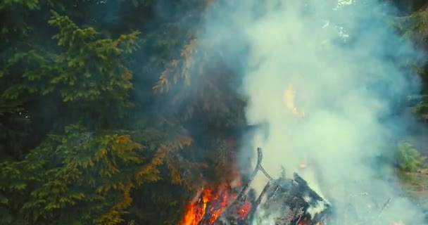 Fire Flames Starting Ignite Try Branches Dry Forest Aerial Drone — Stock Video