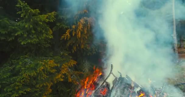 Fire Flames Starting Ignite Try Branches Dry Forest Aerial Drone — Stock Video