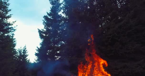 Eld Lågor Börjar Antända Prova Grenar Torr Skog Antenn Drönare — Stockvideo