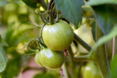 yeşil zemin üzerine Calendula çiçek