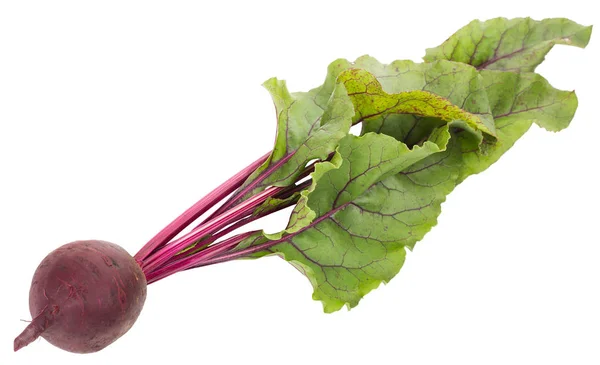 Fresh red beet — Stock Photo, Image