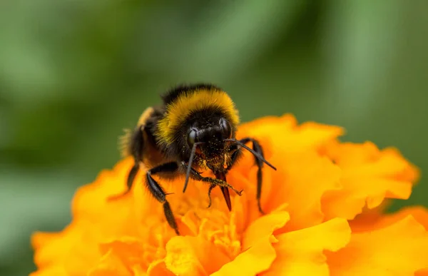 Çiçek üzerinde oturan bumblebee — Stok fotoğraf