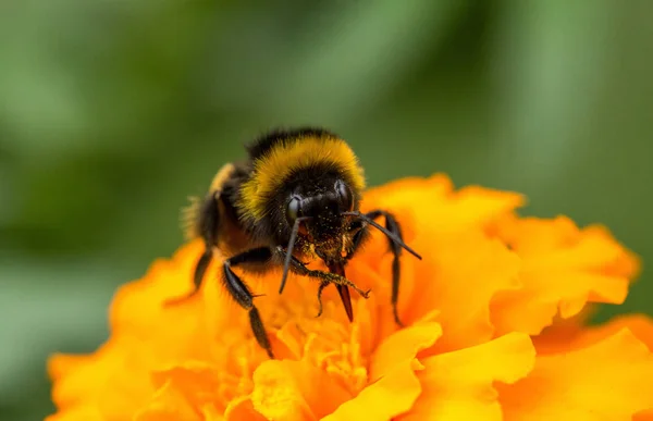 Bumblebee sitting on flower — Stock Photo, Image