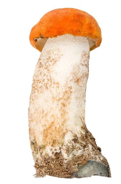 Болетус оранжевый — стоковое фото