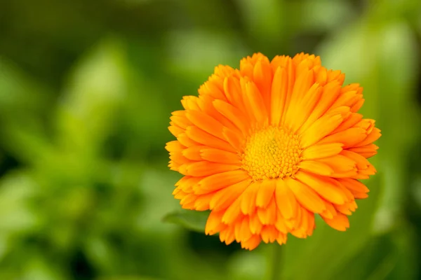 Flor de caléndula sobre fondo verde —  Fotos de Stock