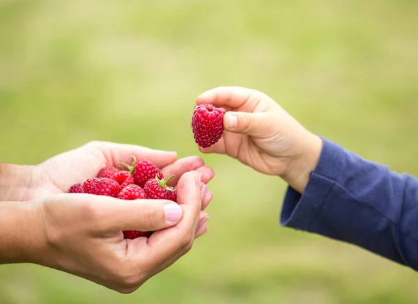 Kind nimmt Himbeere — Stockfoto