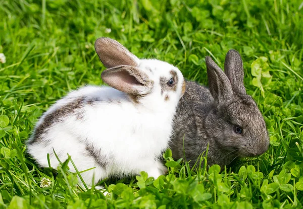 Närbild två kaniner — Stockfoto
