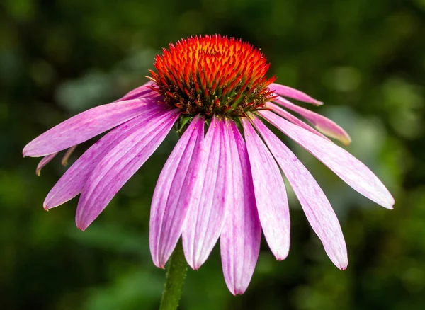 Enda echinacea blomma — Stockfoto