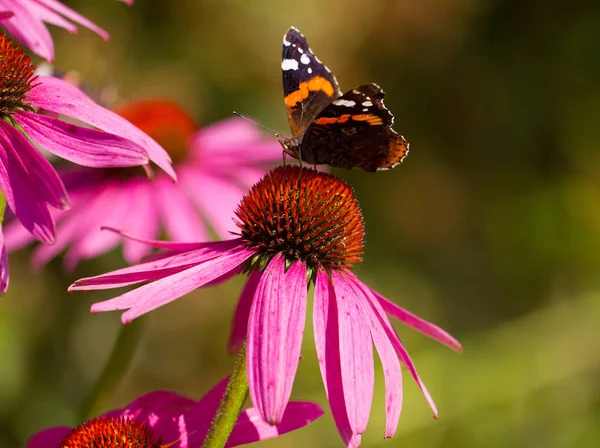 Oeil de paon papillon — Photo