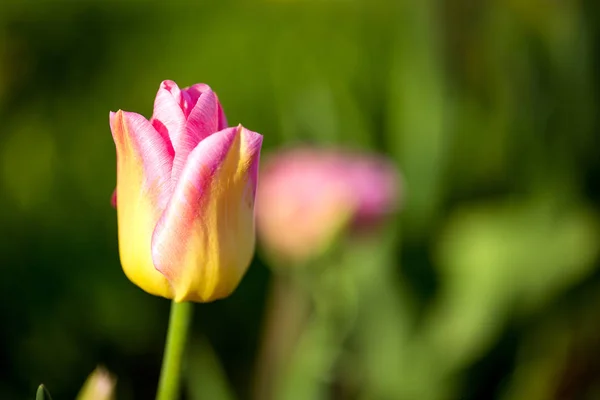 Tulipán virágzó tavasszal — Stock Fotó