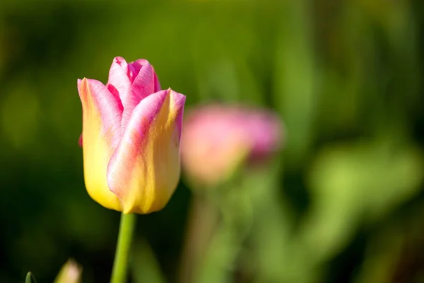 Tulpan blommar på våren Stockbild