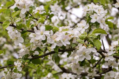 elma ağacı açan dalları