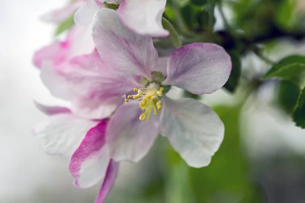 Blommande äppelträd Royaltyfria Stockbilder